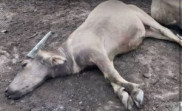 Belasan Sapi Mati Mendadak di Kampar Akibat Keracunan